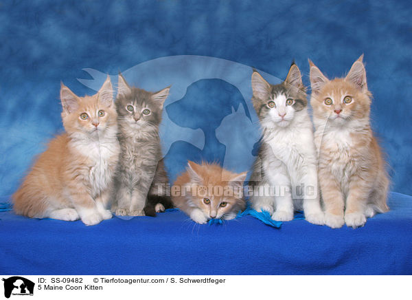 5 Maine Coon Ktzchen / 5 Maine Coon Kitten / SS-09482