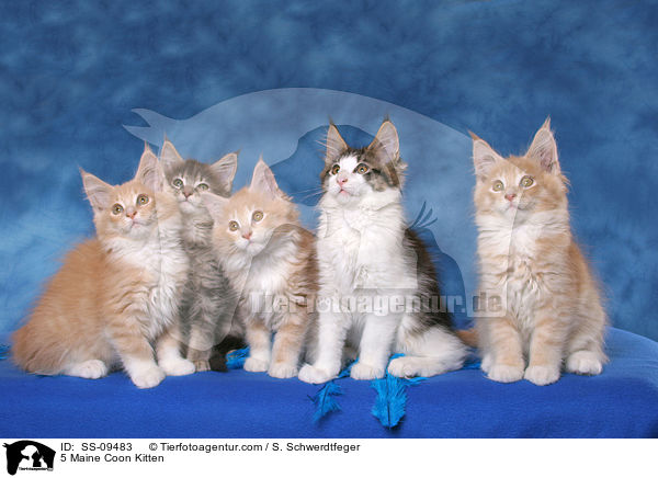 5 Maine Coon Ktzchen / 5 Maine Coon Kitten / SS-09483