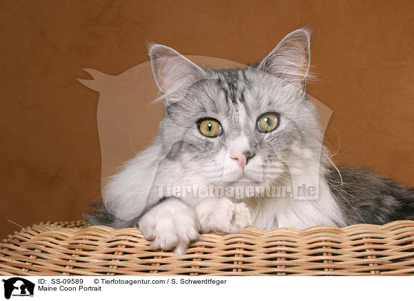 Maine Coon Portrait / Maine Coon Portrait / SS-09589