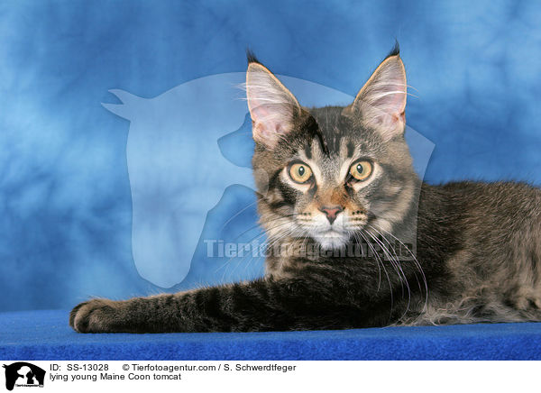 liegender junger Maine Coon Kater / lying young Maine Coon tomcat / SS-13028