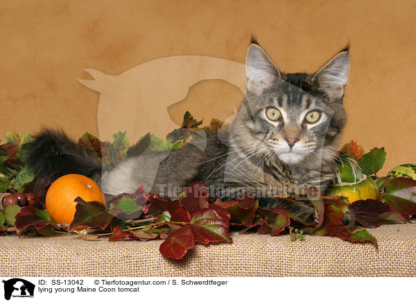 liegender junger Maine Coon Kater / lying young Maine Coon tomcat / SS-13042