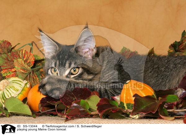 spielender junger Maine Coon Kater / playing young Maine Coon tomcat / SS-13044