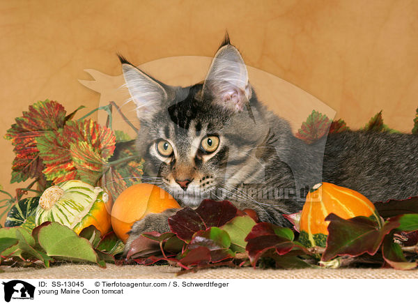 junger Maine Coon Kater / young Maine Coon tomcat / SS-13045
