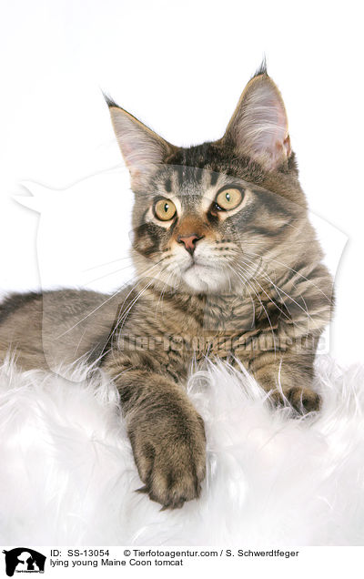 liegender junger Maine Coon Kater / lying young Maine Coon tomcat / SS-13054