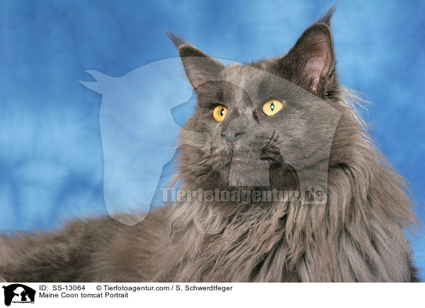 Maine Coon tomcat Portrait / SS-13064