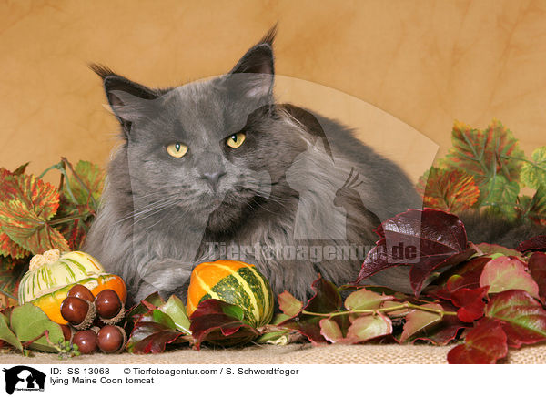 liegender Maine Coon Kater / lying Maine Coon tomcat / SS-13068