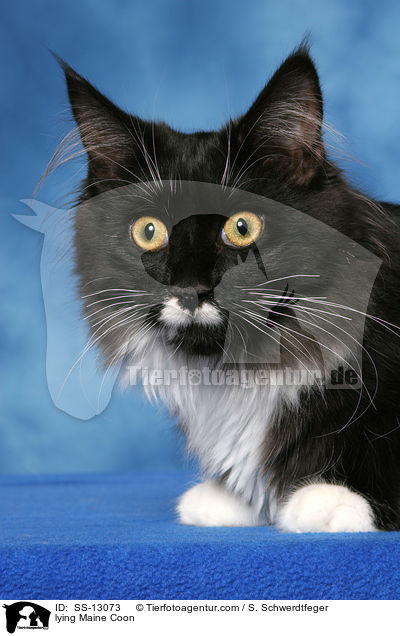 liegende Maine Coon / lying Maine Coon / SS-13073