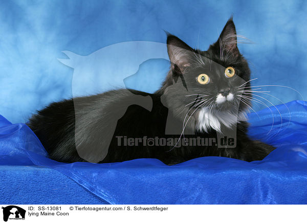 liegende Maine Coon / lying Maine Coon / SS-13081
