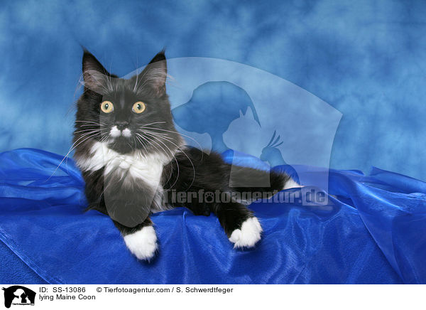 liegende Maine Coon / lying Maine Coon / SS-13086