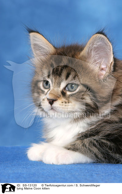 liegendes Maine Coon Ktzchen / lying Maine Coon kitten / SS-13120