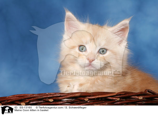 Maine Coon Ktzchen im Krbchen / Maine Coon kitten in basket / SS-13160