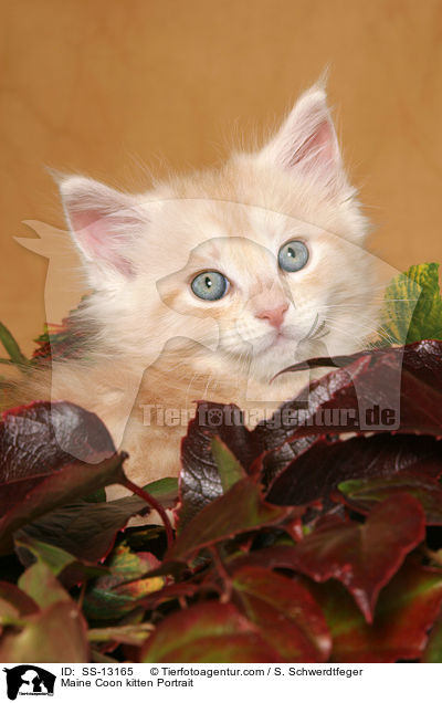 Maine Coon Ktzchen Portrait / Maine Coon kitten Portrait / SS-13165