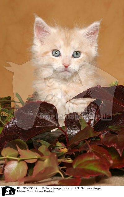 Maine Coon Ktzchen Portrait / Maine Coon kitten Portrait / SS-13167