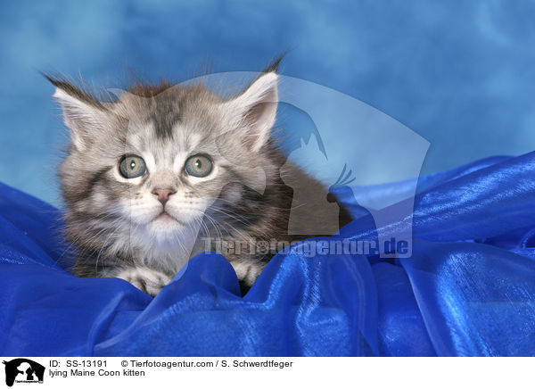 liegendes Maine Coon Ktzchen / lying Maine Coon kitten / SS-13191