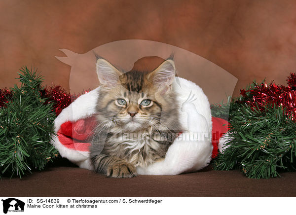 Maine Coon Ktzchen zu Weihnachten / Maine Coon kitten at christmas / SS-14839