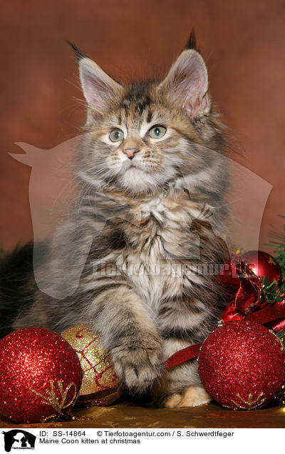 Maine Coon Ktzchen zu Weihnachten / Maine Coon kitten at christmas / SS-14864