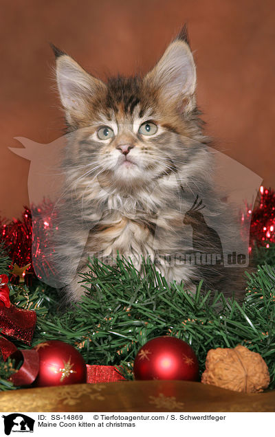 Maine Coon Ktzchen zu Weihnachten / Maine Coon kitten at christmas / SS-14869