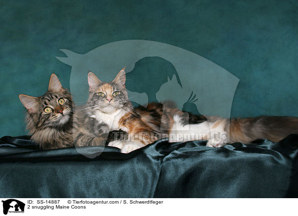 2 kuschelnde Maine Coons / 2 snuggling Maine Coons / SS-14887