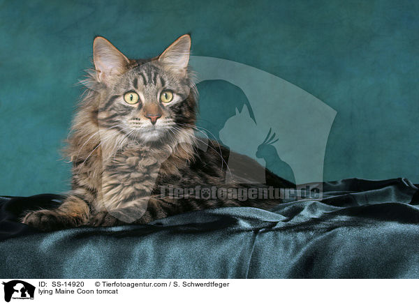 liegender Maine Coon Kater / lying Maine Coon tomcat / SS-14920