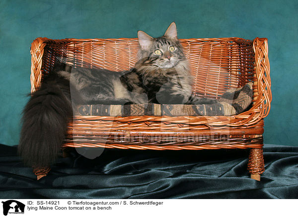 liegender Maine Coon Kater auf Bank / lying Maine Coon tomcat on a bench / SS-14921
