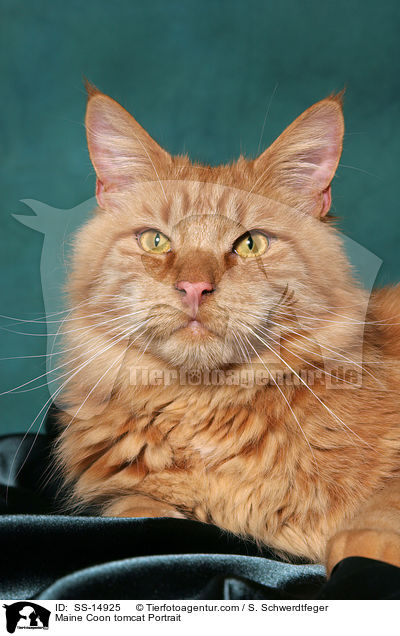 Maine Coon Kater Portrait / Maine Coon tomcat Portrait / SS-14925
