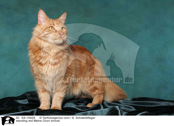 stehender roter Maine Coon Kater / standing red Maine Coon tomcat / SS-14928