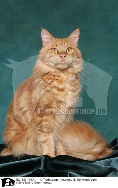 sitzender Maine Coon Kater / sitting Maine Coon tomcat / SS-14931
