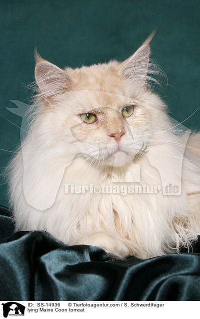 liegender Maine Coon Kater / lying Maine Coon tomcat / SS-14936