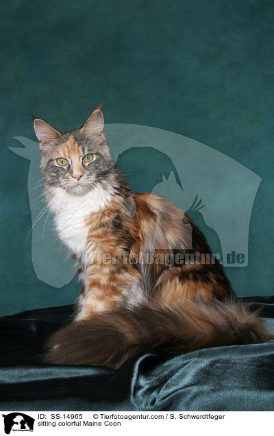 sitting colorful Maine Coon / SS-14965