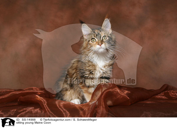 sitzende junge Maine Coon / sitting young Maine Coon / SS-14988