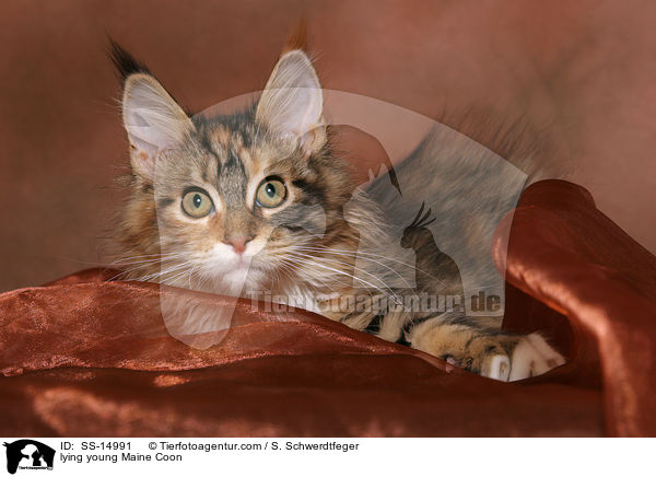 liegende junge Maine Coon / lying young Maine Coon / SS-14991