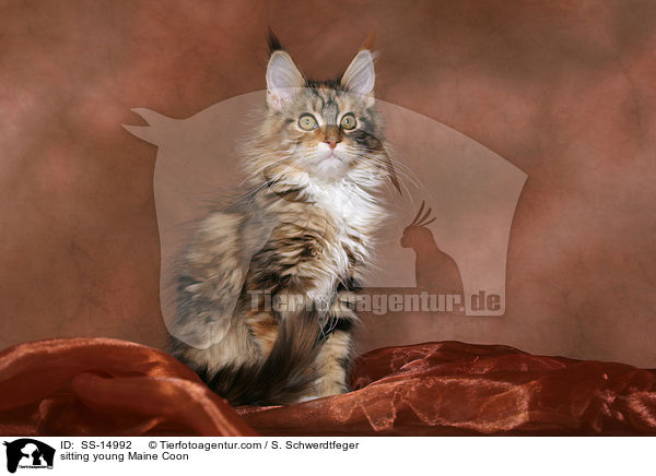 sitzende junge Maine Coon / sitting young Maine Coon / SS-14992