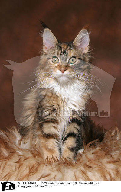 sitzende junge Maine Coon / sitting young Maine Coon / SS-14993