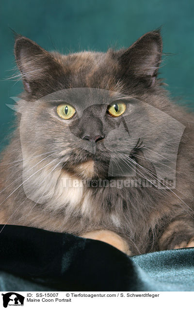 Maine Coon Portrait / Maine Coon Portrait / SS-15007