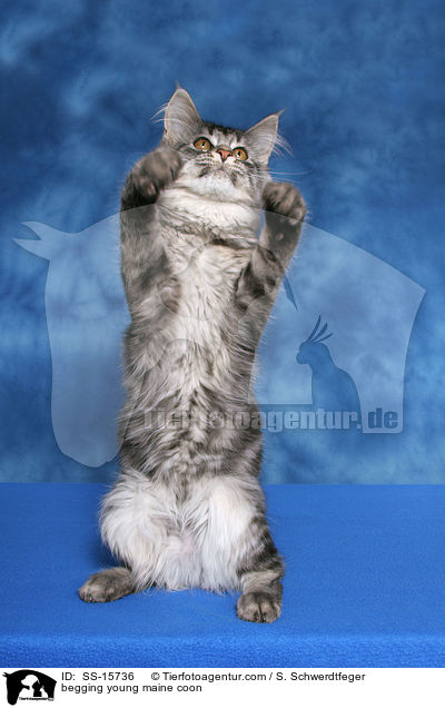 junge Maine Coon macht Mnnchen / begging young maine coon / SS-15736