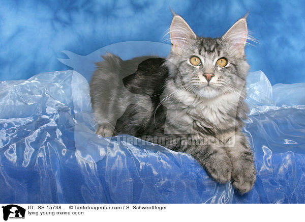 liegende junge Maine Coon / lying young maine coon / SS-15738