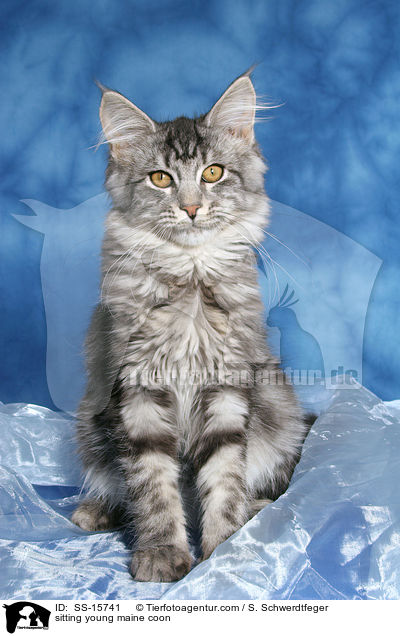 sitzende junge Maine Coon / sitting young maine coon / SS-15741