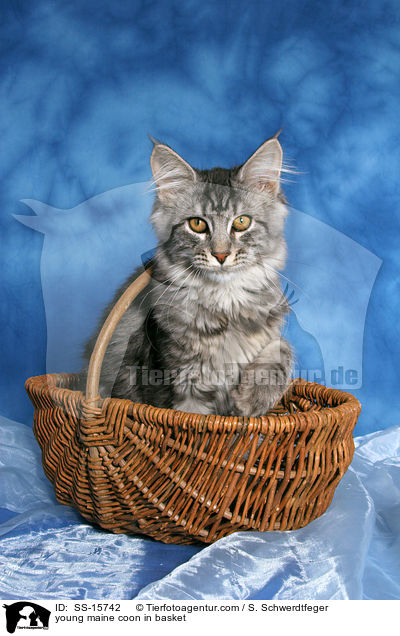 junge Maine Coon im Korb / young maine coon in basket / SS-15742