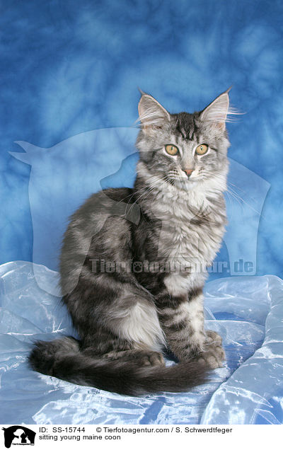 sitzende junge Maine Coon / sitting young maine coon / SS-15744