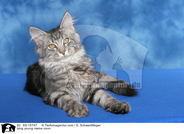 liegende junge Maine Coon / lying young maine coon / SS-15747