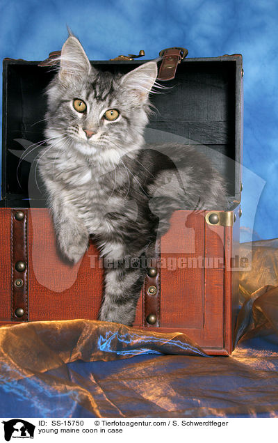 junge Maine Coon im Koffer / young maine coon in case / SS-15750