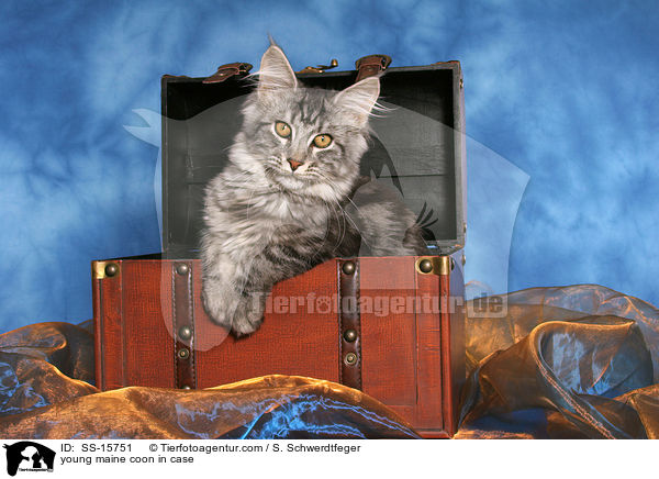 junge Maine Coon im Koffer / young maine coon in case / SS-15751