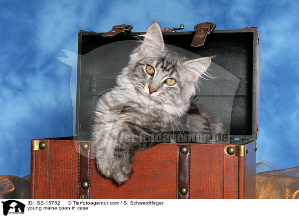 junge Maine Coon im Koffer / young maine coon in case / SS-15752