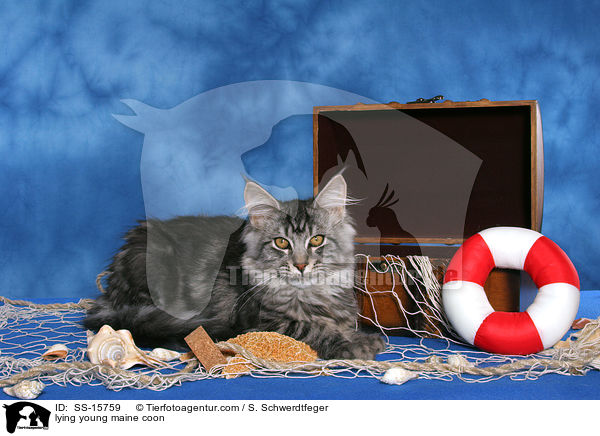 liegende junge Maine Coon / lying young maine coon / SS-15759