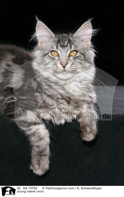 junge Maine Coon / young maine coon / SS-15762