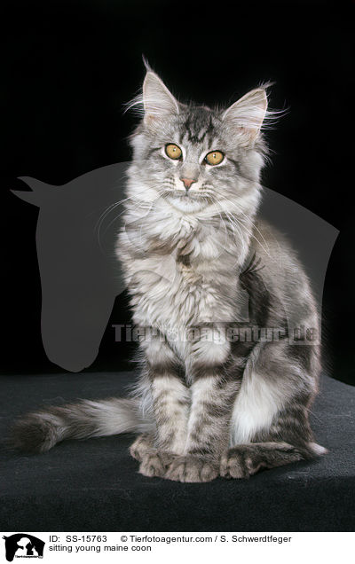 sitzende junge Maine Coon / sitting young maine coon / SS-15763