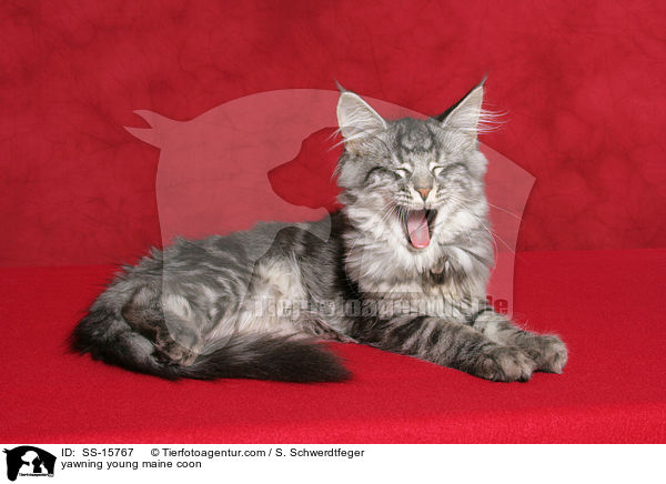 ghnende junge Maine Coon / yawning young maine coon / SS-15767