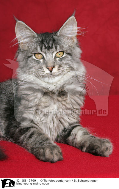 liegende junge Maine Coon / lying young maine coon / SS-15769