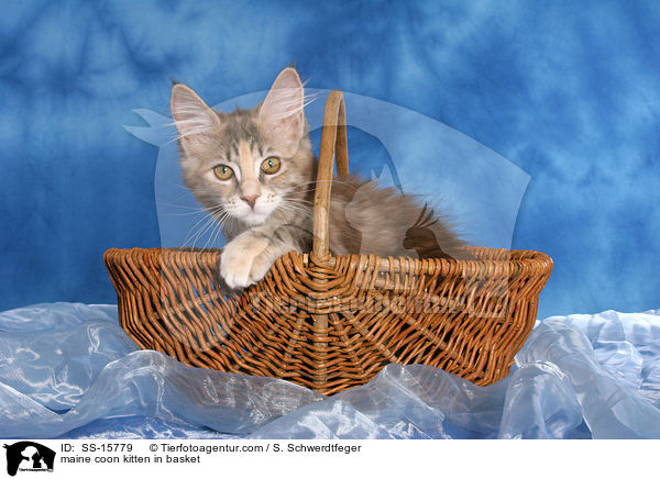 Maine Coon Ktzchen im Korb / maine coon kitten in basket / SS-15779