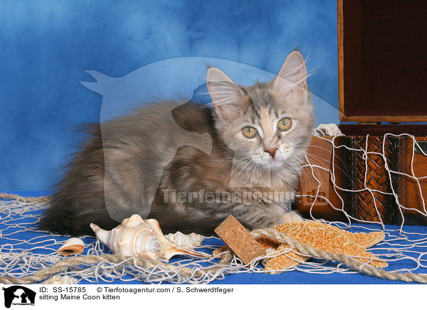liegendes Maine Coon Ktzchen / sitting Maine Coon kitten / SS-15785